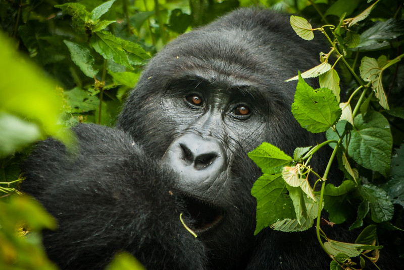 10 Days Uganda Gorilla Trekking and Wildlife Safari