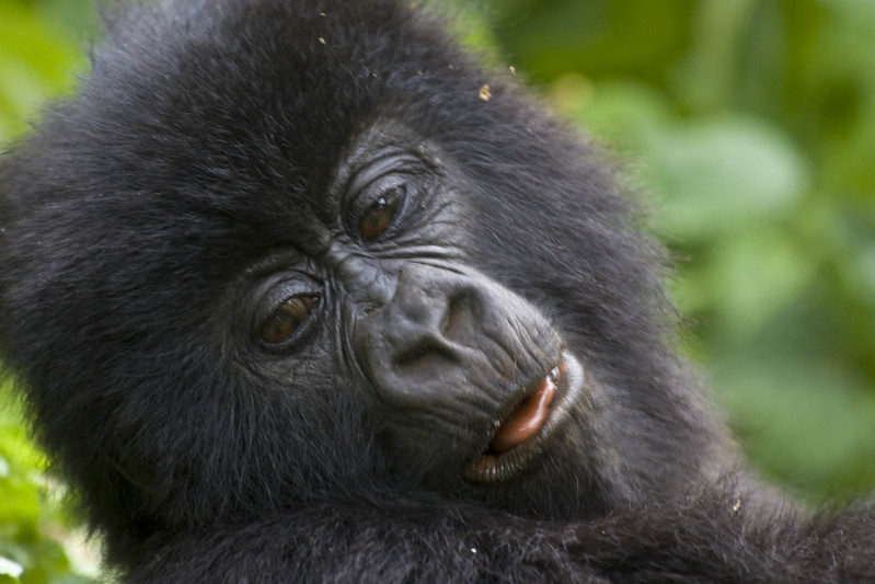 6 Days Rwanda Gorilla Trekking Safari