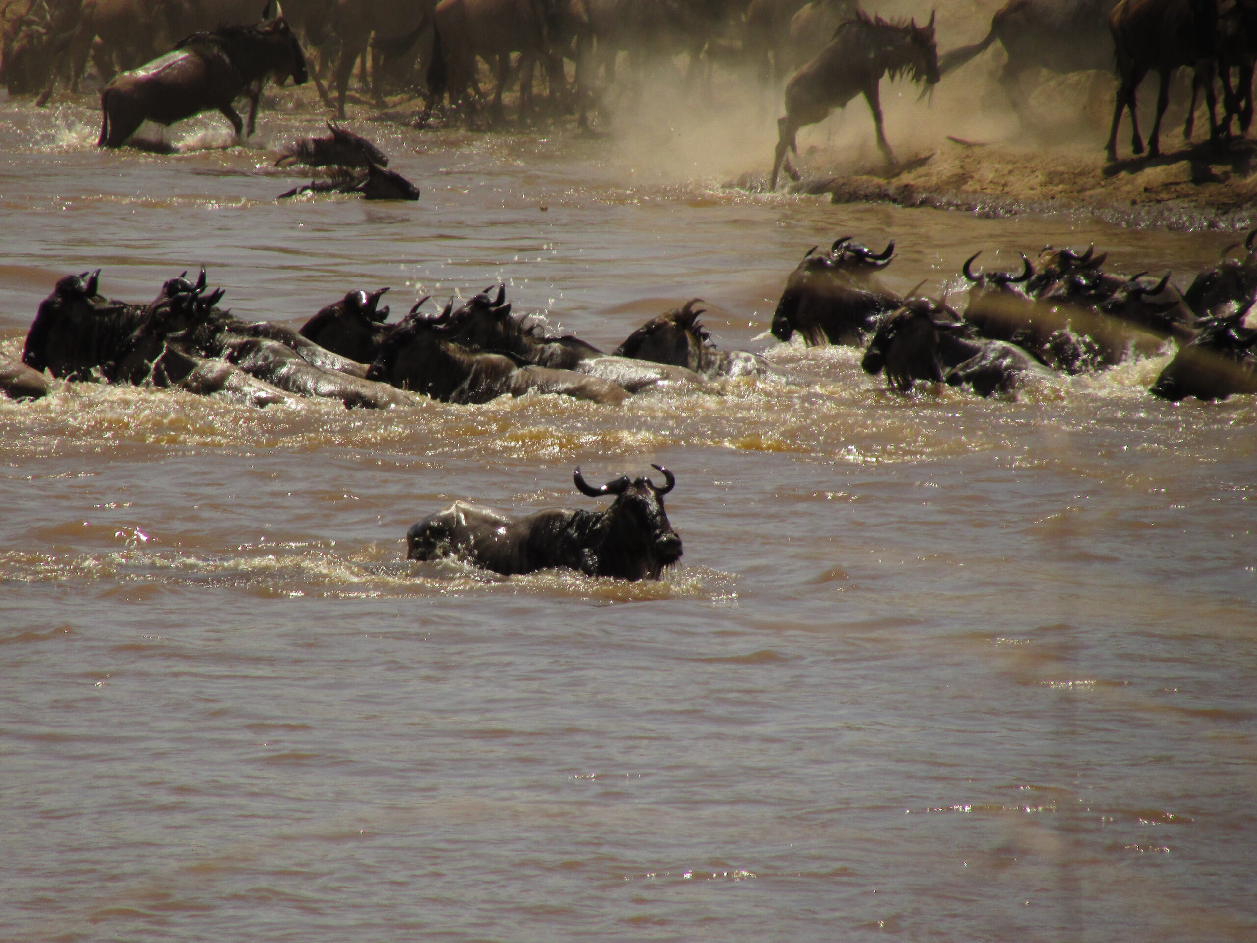 3 Days and 2 Nights Masai Mara -The Great Migration Safari