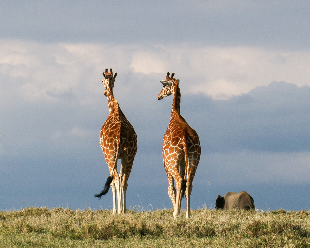 14 Days Kenya Horizons Safari