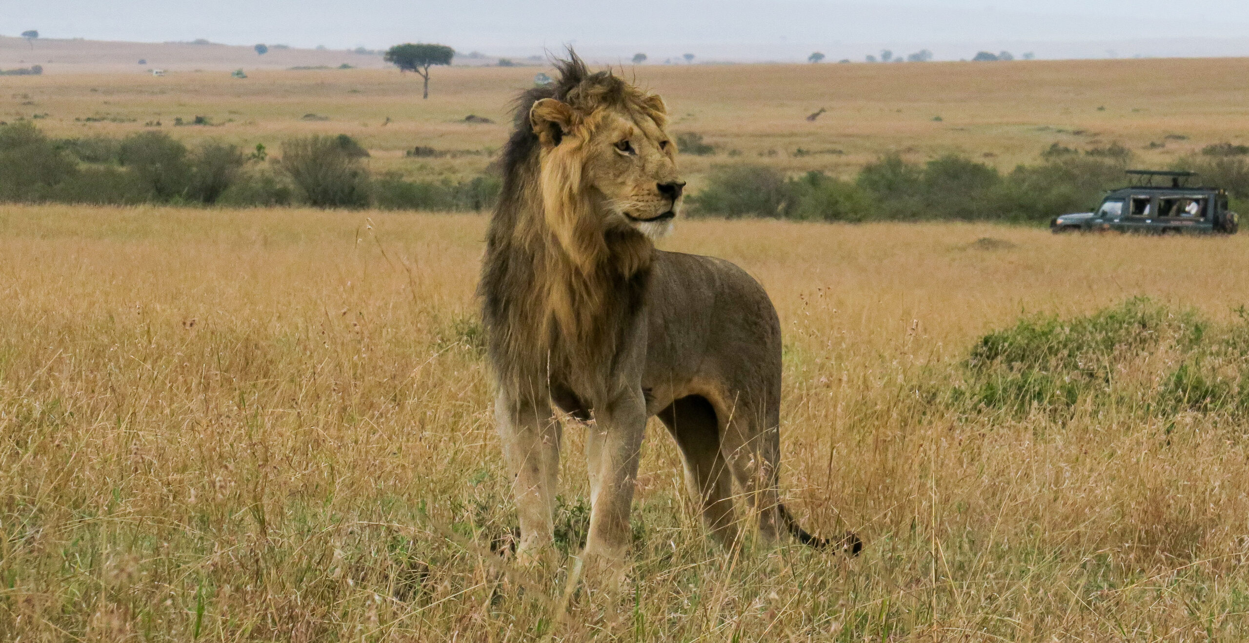 7 Days Vantage Encounter Of The Big Five Tanzania Safari