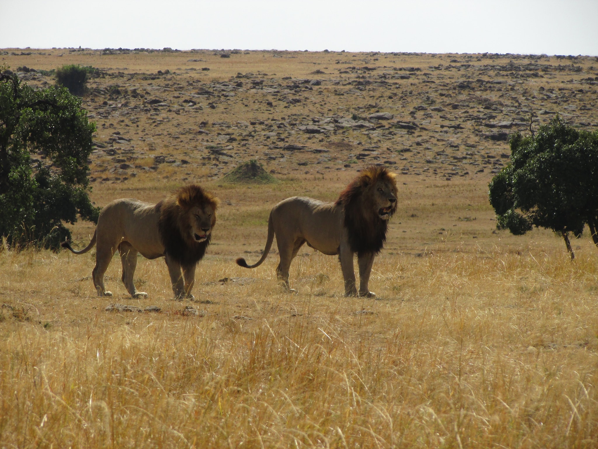 8 Days Classic Tanzania Safari
